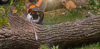 Best Stump Grinding and Removal  in Singac, NJ