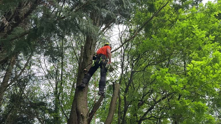 Best Tree Disease Treatment  in Singac, NJ