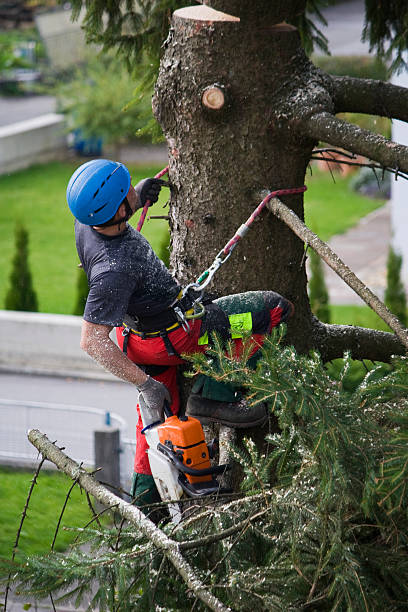 Best Seasonal Cleanup (Spring/Fall)  in Singac, NJ