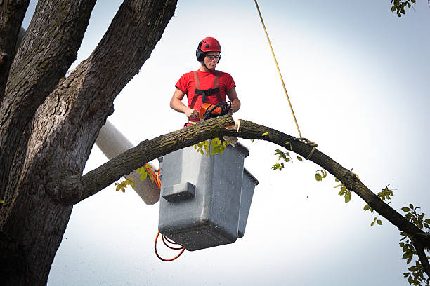  Singac, NJ Tree Services Pros