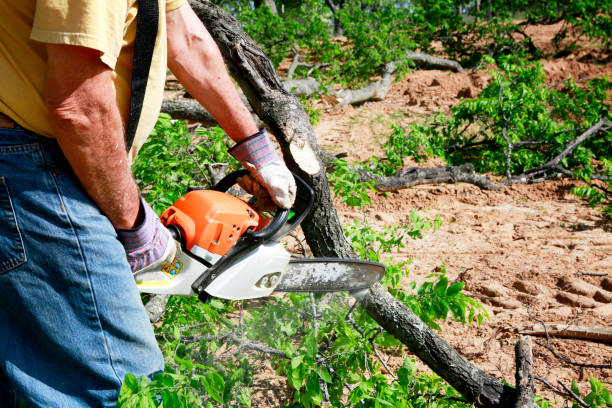 Trusted Singac, NJ Tree Services Experts